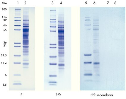 Standard di peso molecolare (corsie 1, 3, 5, 7) e lisato di fegato di vitello (corsie 2, 4, 6, 8) sono stati trasferiti su membrane Immobilon-P e Immobilon-P<sup>SQ</sup>. Un foglio di membrana Immobilon-P<sup>SQ</sup> è stato collocato dietro alle membrane primarie, per catturare eventuali proteine in grado di attraversarle (corsie 5 e 6 dietro la membrana Immobilon-P; corsie 7 e 8 dietro la Immobilon-P<sup>SQ</sup>).